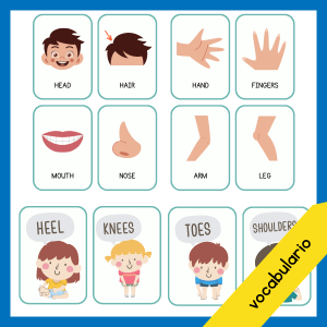 fichas descargable s de vocabulario partes del cuerpo en ingles