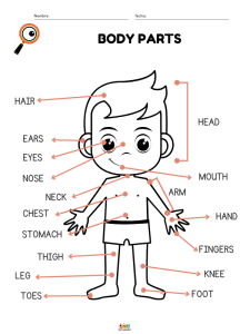 fichas de ejercicios vocabulario de partes del cuerpo humano en ingles para niños de primaria
