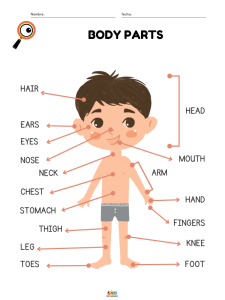 fichas de ejercicios vocabulario de partes del cuerpo humano en ingles para niños de primaria