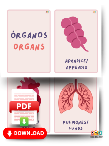 fichas gratuitas de vocabulario para niños de primaria, los organos del cuerpo en ingles