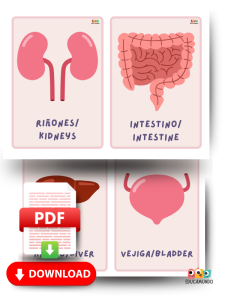 fichas gratuitas de vocabulario para niños de primaria, los organos del cuerpo en ingles