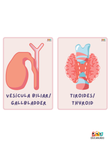 fichas gratuitas de vocabulario para niños de primaria, los organos del cuerpo en ingles