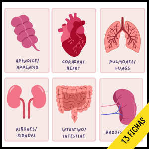 Órganos en inglés – Fichas para primaria descarga gratis