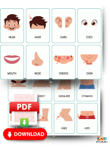 partes del cuerpo en ingles fichas de vocabulario 1