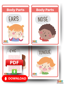 partes del cuerpo en ingles fichas de vocabulario