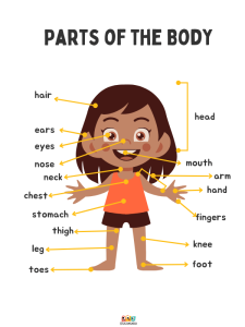 Nombres Del Cuerpo Humano En Ingles Anatomía Bilingüe: Partes Del
