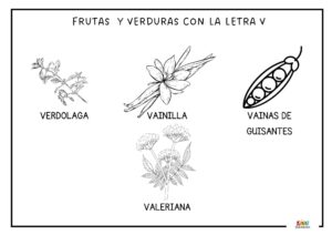 dibujos con la letra V animales y frutas y verduras 6